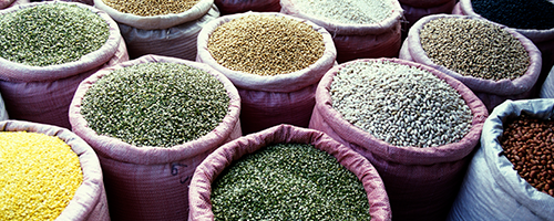 Wheat, maize and rice grains